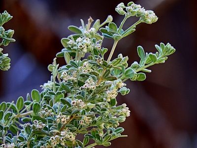 Zieria littoralis, photographed by Max Campbell