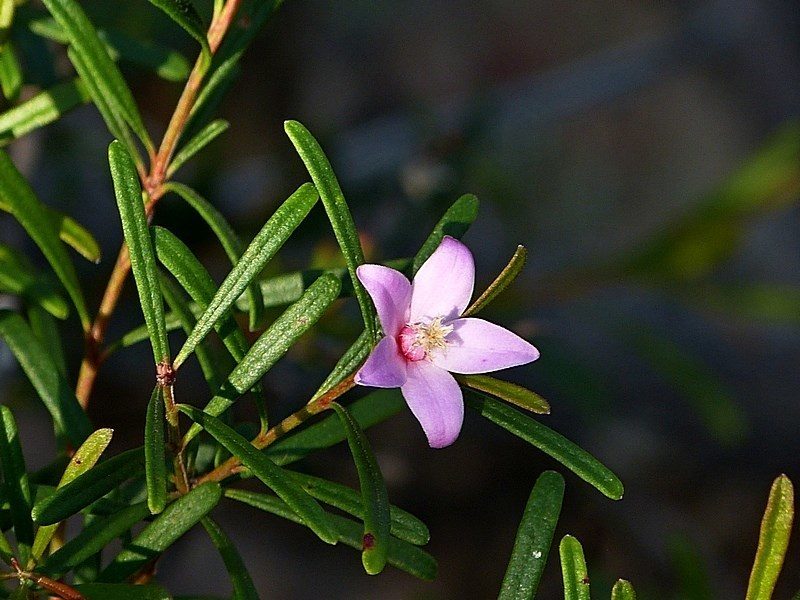 Crowea exalata, photographed by Max Campbell