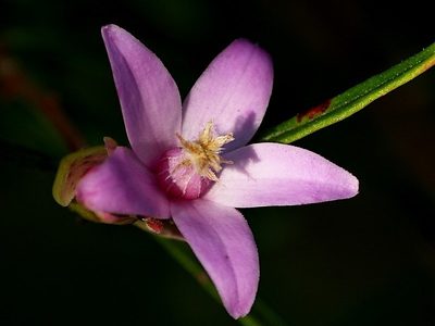 Crowea exalata, photographed by Max Campbell