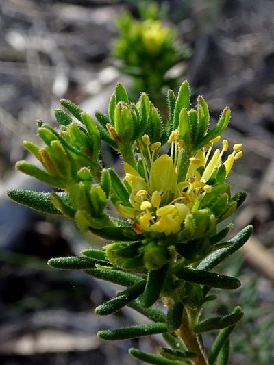 Leionema diosmeum, photographed by Max Campbell
