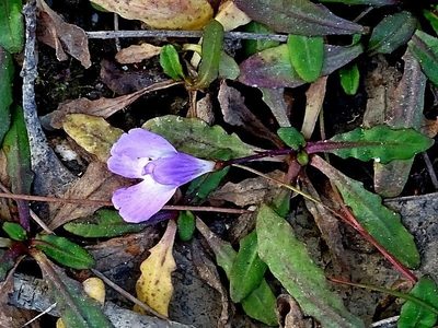 Mazus pumilio, photographed by Max Campbell