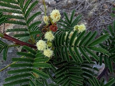 Acacia constablei, photographed by Max Campbell
