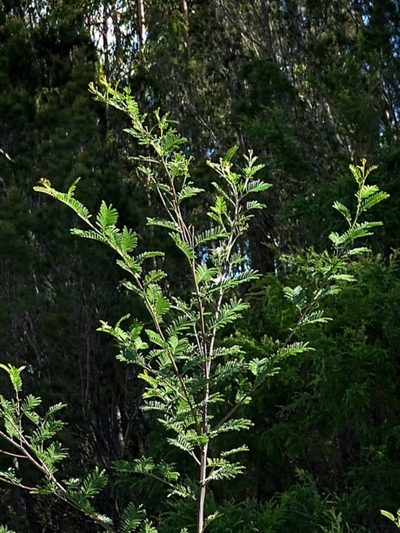 Acacia constablei, photographed by Max Campbell