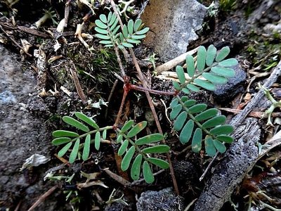 Acacia constablei, photographed by Max Campbell