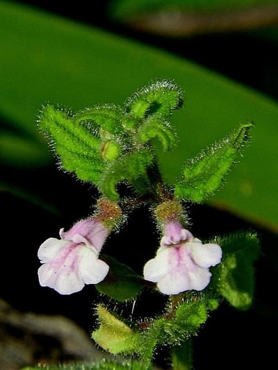 Scutellaria mollis, photographed by Max Campbell
