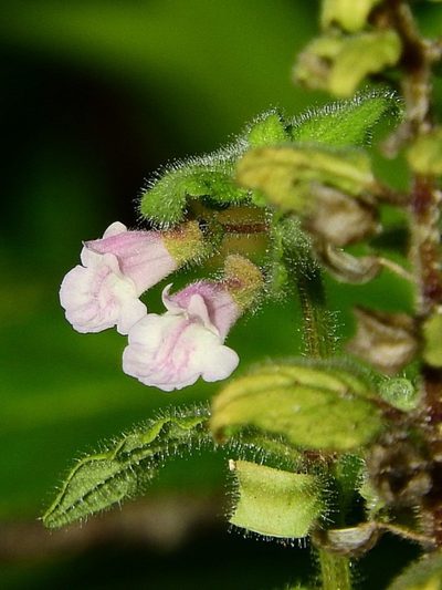 Scutellaria mollis, photographed by Max Campbell