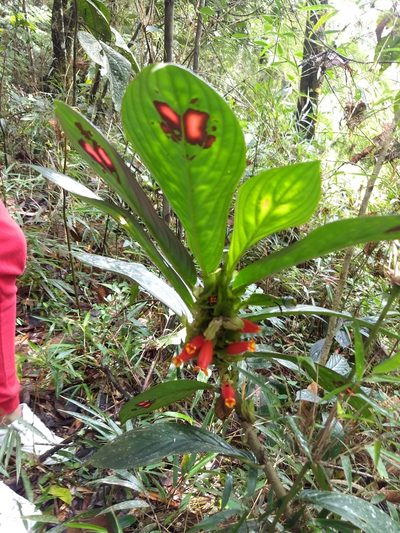 Columnea dimidiata, photographed by Sebastian Serna Muñoz