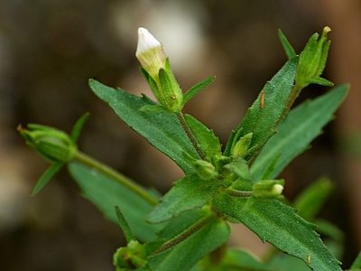 Gratiola pedunculata, photographed by Max Campbell
