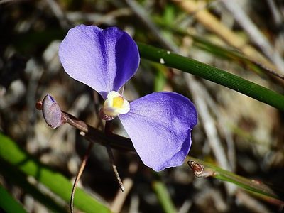 Comesperma sphaerocarpum, photographed by Max Campbell