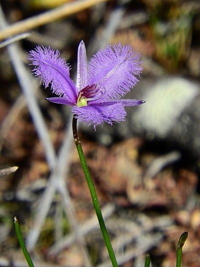 Thysanotus juncifolius, photographed by Max Campbell