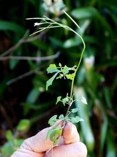 Cardamine paucijuga, photographed by Max Campbell
