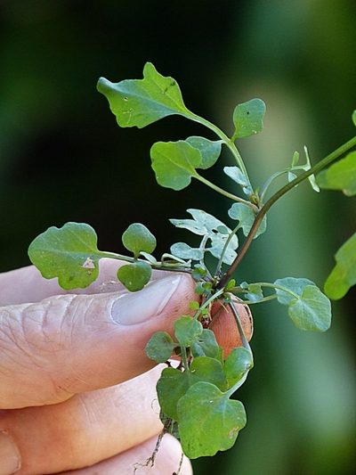 Cardamine paucijuga, photographed by Max Campbell