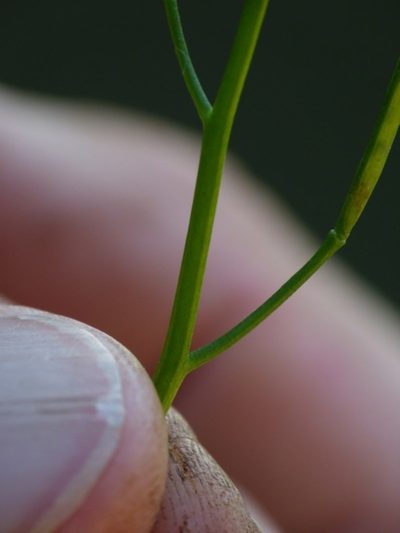 Cardamine paucijuga, photographed by Max Campbell