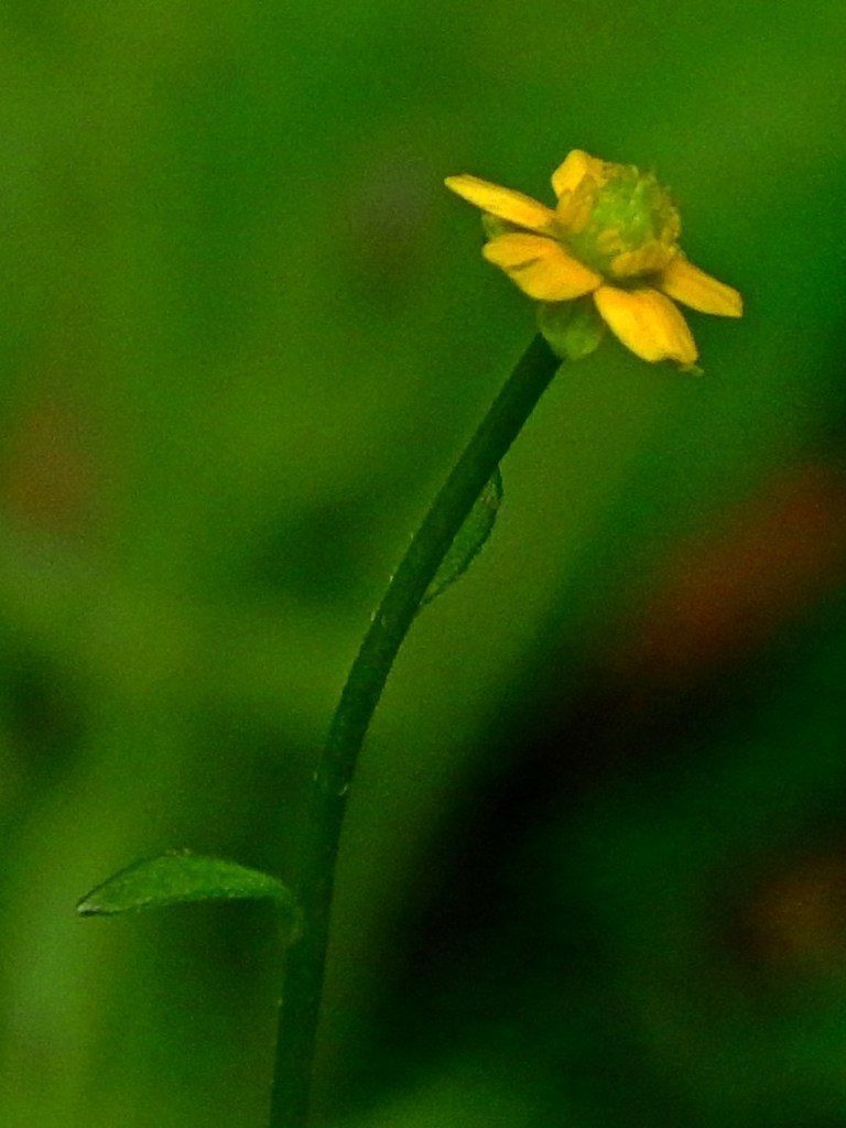 Ranunculus plebeius, photographed by Max Campbell