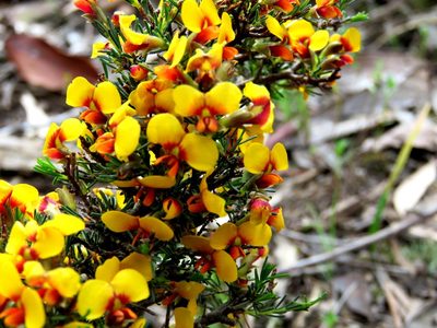 Dillwynia ramosissima, photographed by Elspeth Swan