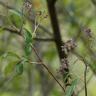 Pomaderris pilifera, photographed by Max Campbell