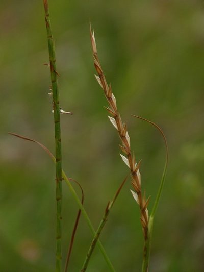 Hemarthria uncinata, photographed by Max Campbell