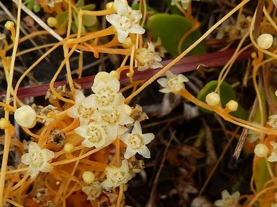 Cuscuta tasmanica, photographed by Max Campbell