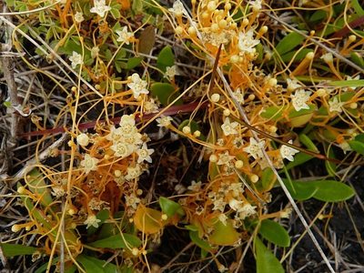 Cuscuta tasmanica, photographed by Max Campbell