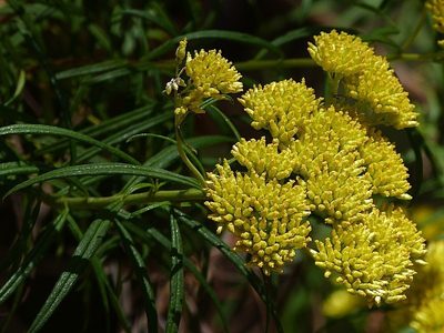 Cassinia aureonitens, photographed by Max Campbell