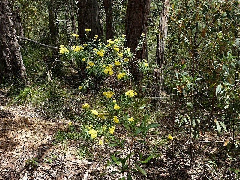 Cassinia aureonitens, photographed by Max Campbell