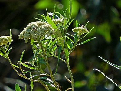 Ozothamnus argophyllus, photographed by Max Campbell