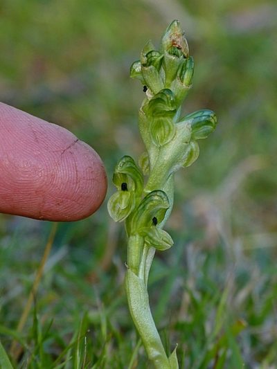 Pterostylis bicolor, photographed by Max Campbell