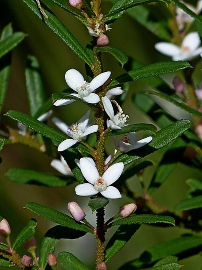 Philotheca virgata, photographed by Max Campbell