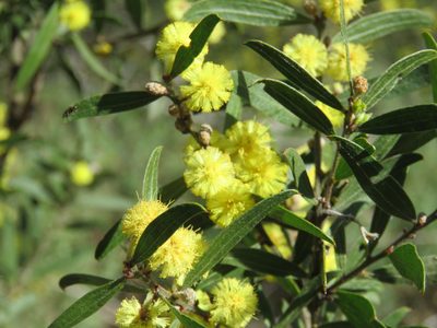 Acacia rostriformis, photographed by Elspeth Swan