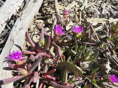 Carpobrotus modestus, photographed by Elspeth Swan