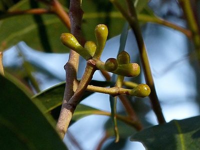 Eucalyptus muelleriana, photographed by Max Campbell