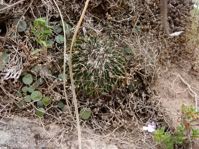 Stenocactus crispatus, photographed by Carlos Martorell