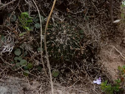 Stenocactus crispatus, photographed by Carlos Martorell