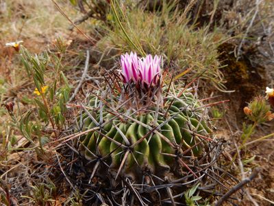 Stenocactus crispatus, photographed by Carlos Martorell