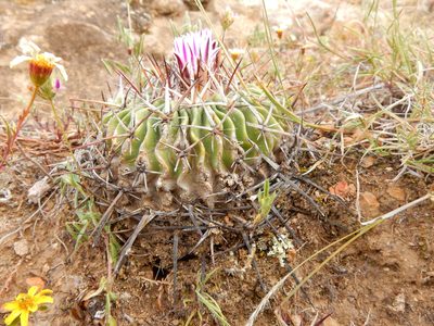 Stenocactus crispatus, photographed by Carlos Martorell
