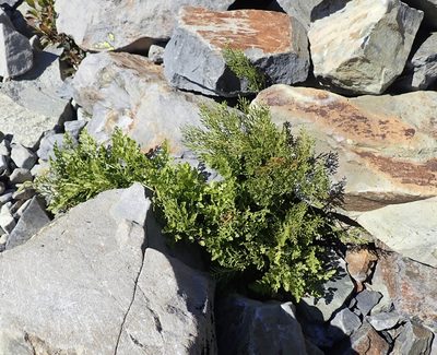 Cryptogramma cascadensis, photographed by John Brew