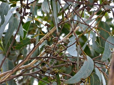 Eucalyptus agglomerata, photographed by Max Campbell