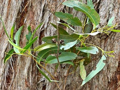 Eucalyptus agglomerata, photographed by Max Campbell