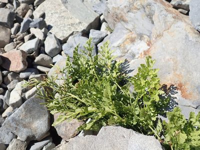 Cryptogramma cascadensis, photographed by John Brew