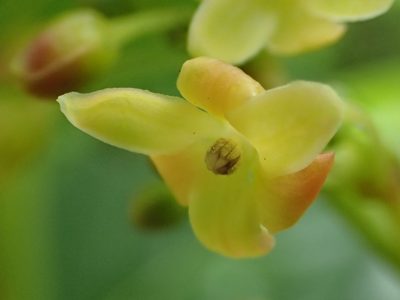 Glochidion zeylanicum, photographed by 葉子