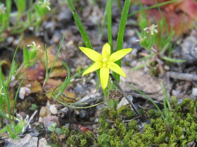 Pauridia vaginata, photographed by Elspeth Swan