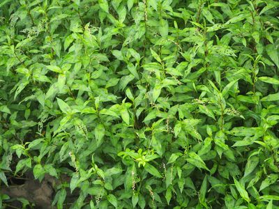 Polygonum pubescens, photographed by 葉子