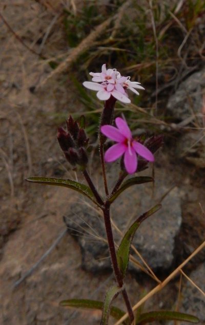 Stevia ephemera, photographed by Carlos Martorell