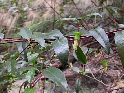 Correa bauerlenii, photographed by Max Campbell