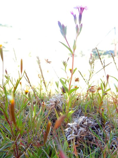 Stevia ephemera, photographed by Carlos Martorell