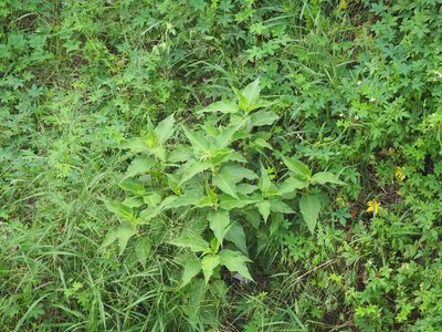 Persicaria orientalis, photographed by 葉子