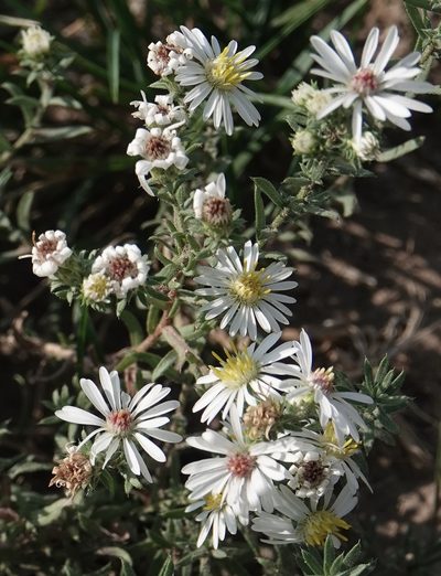 Symphyotrichum falcatum, photographed by Colin Croft
