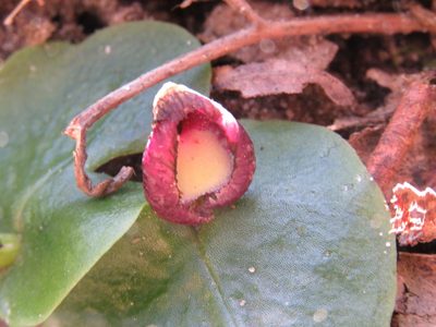Corybas incurvus, photographed by Elspeth Swan
