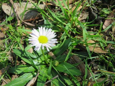 Brachyscome decipiens, photographed by Elspeth Swan