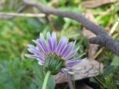 Brachyscome decipiens, photographed by Elspeth Swan